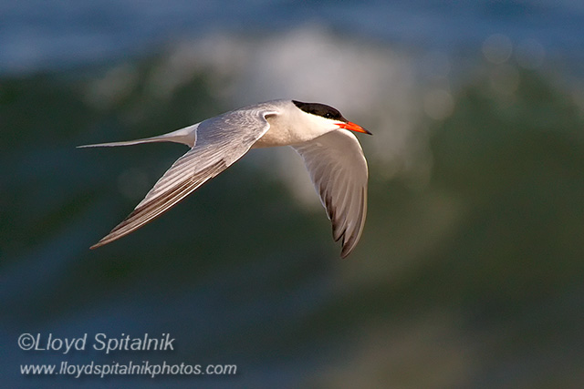 Common Tern