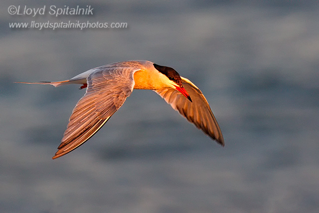 Common Tern