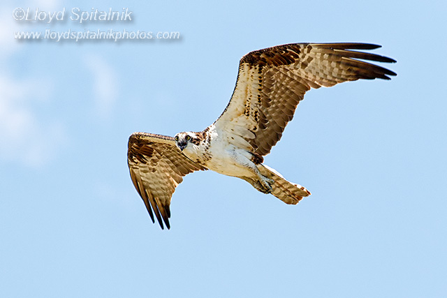 Osprey