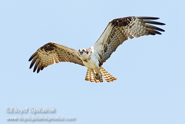 Osprey