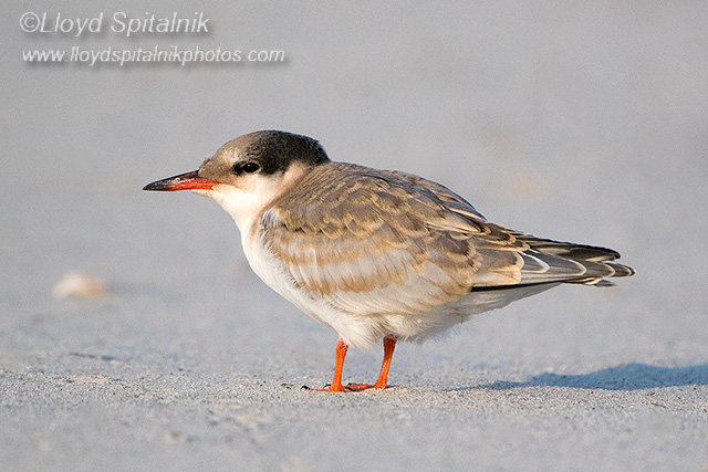 Common Tern