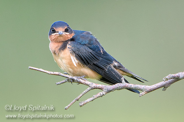 Barn Swallow