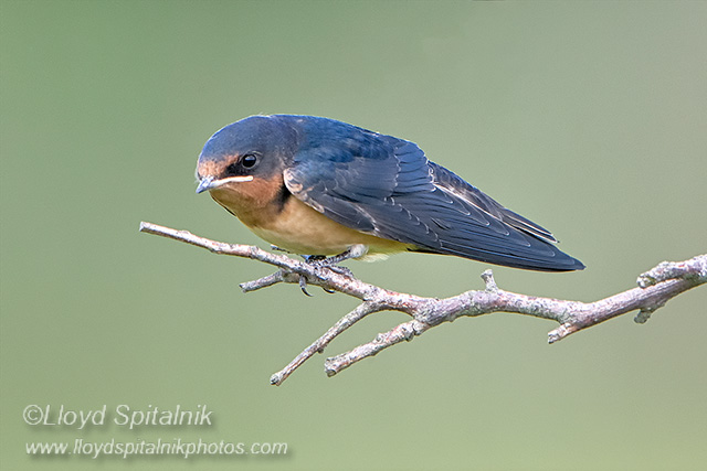 Barn Swallow