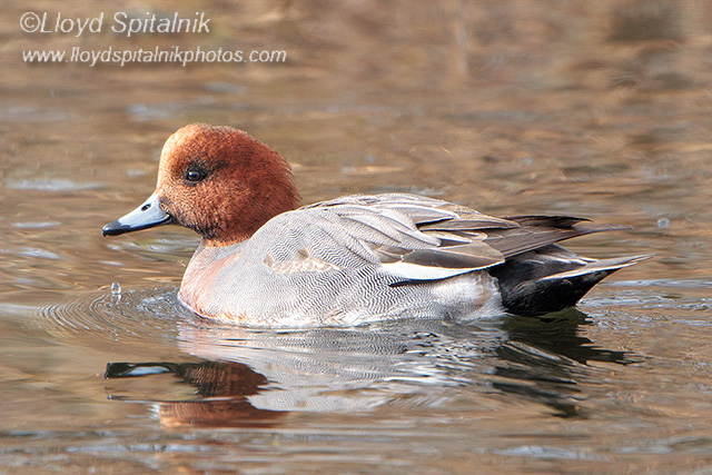 Eurasian Wigeon