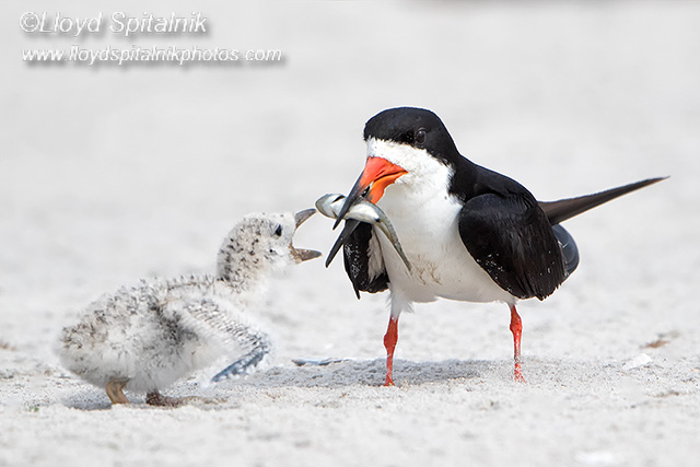 Black Skimmer