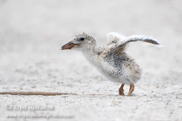 Black Skimmer