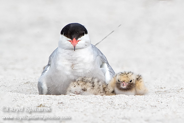 Common Tern