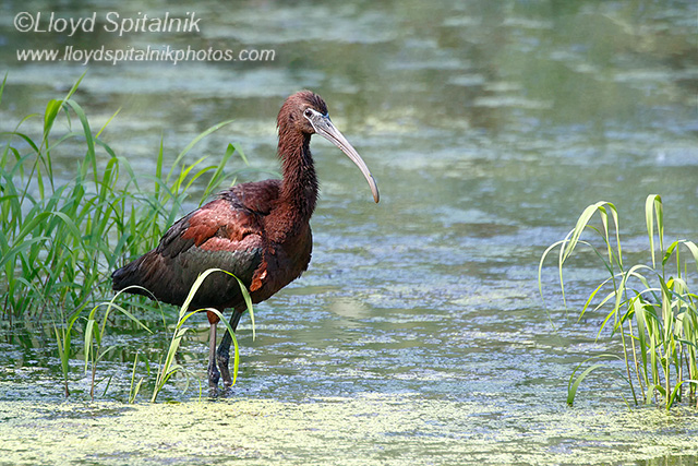 Glossy Ibis