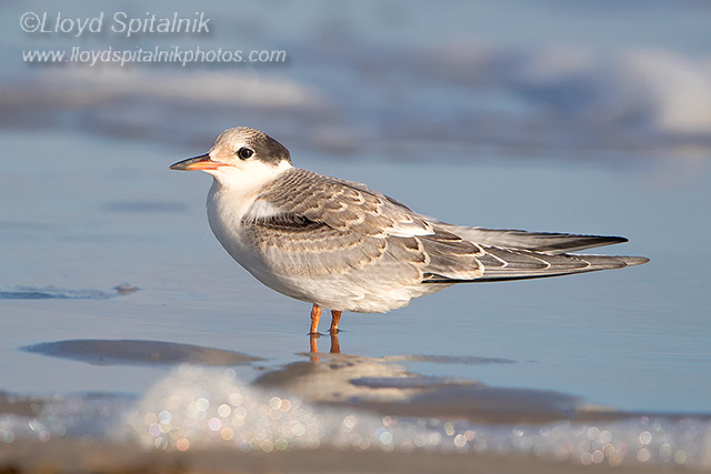 Common Tern