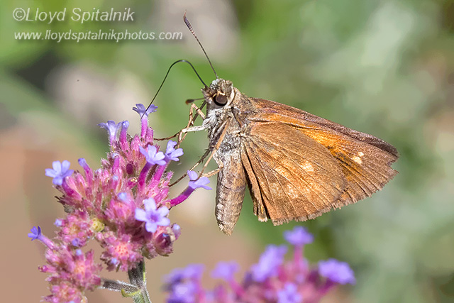 Broad-winged Skipper