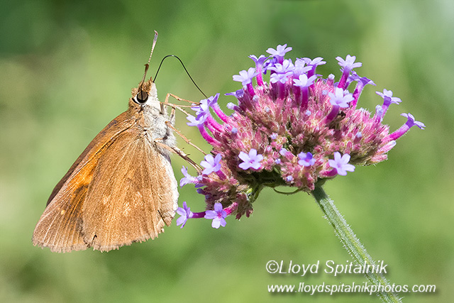 Broad-winged Skipper