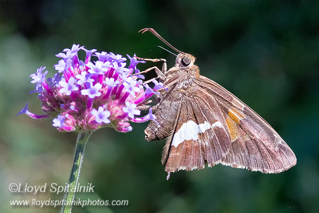 Silver-spotted Skipper