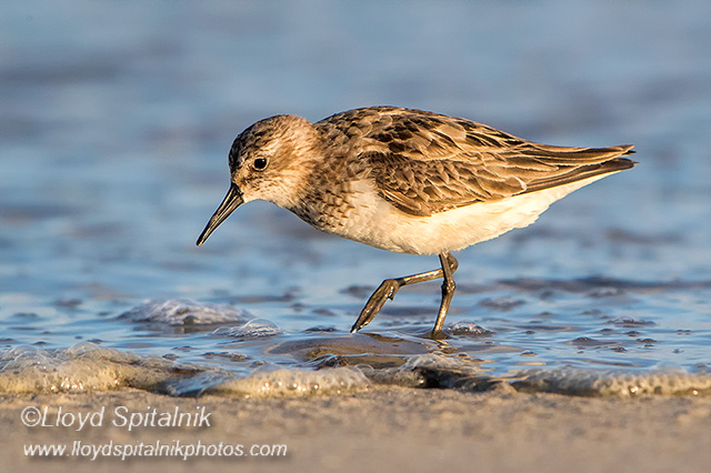 Semipalmated Sandpiper