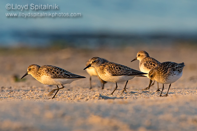 Semipalmated Sandpiper