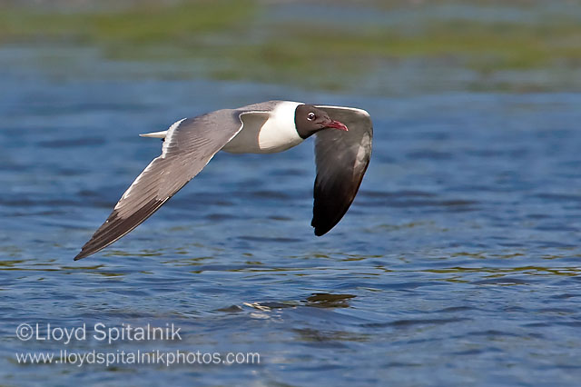 Laughing Gull