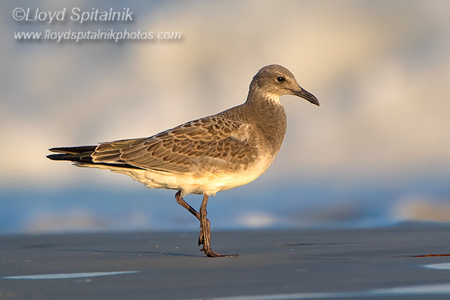 Laughing Gull