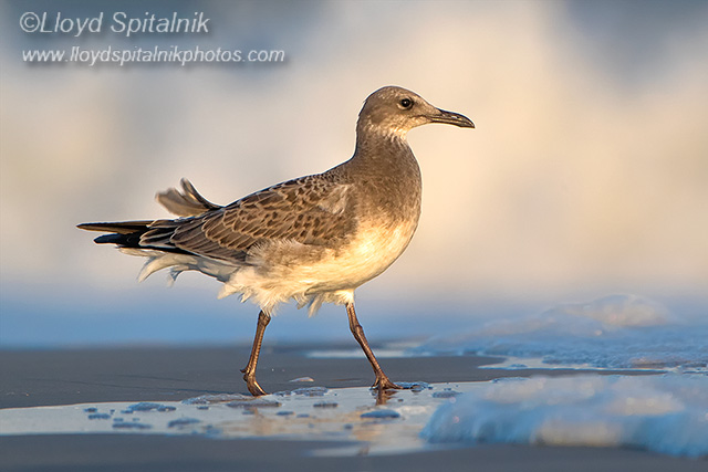 Laughing Gull
