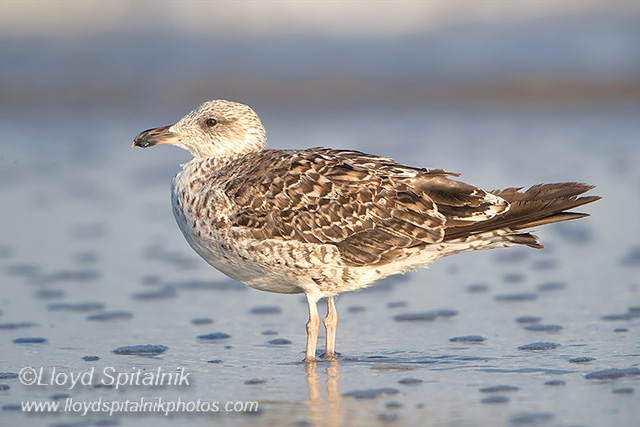 Lesser Black-backed Gull