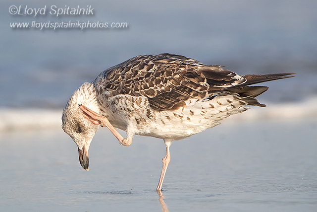 Lesser Black-backed Gull