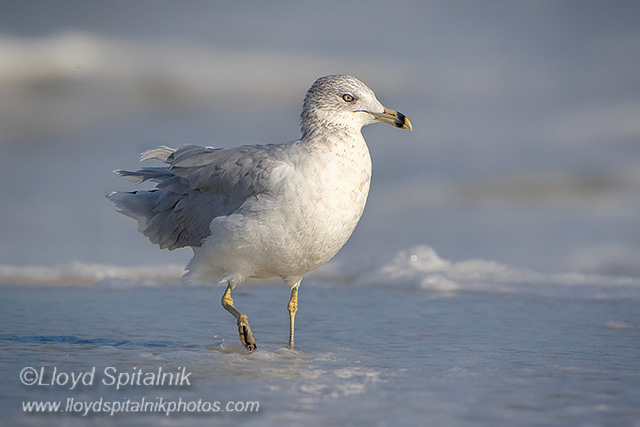Ring-billed Gull