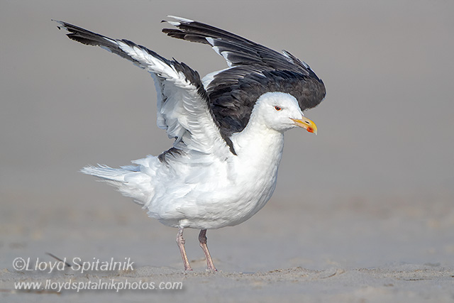 Great Black-backed Gull
