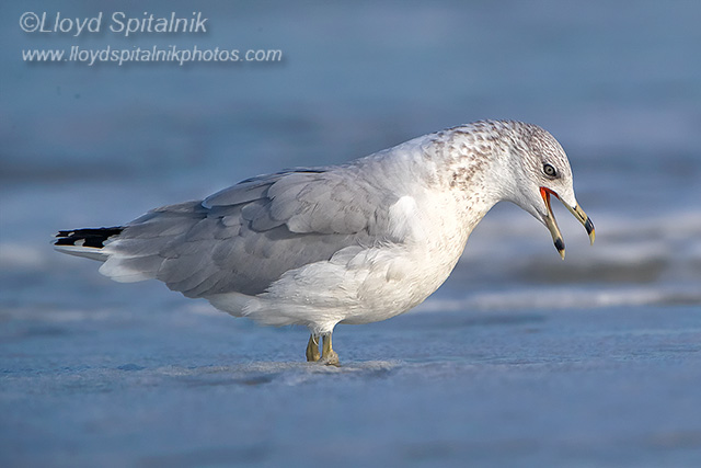 Ring-billed Gull