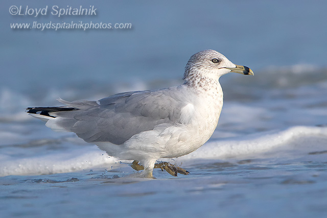 Ring-billed Gull