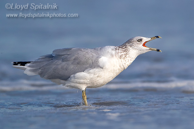 Ring-billed Gull