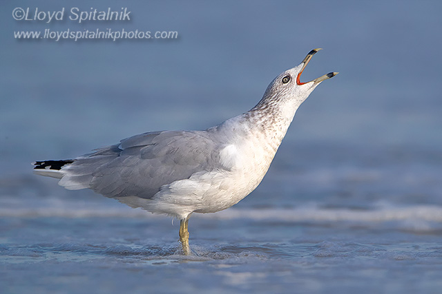 Ring-billed Gull
