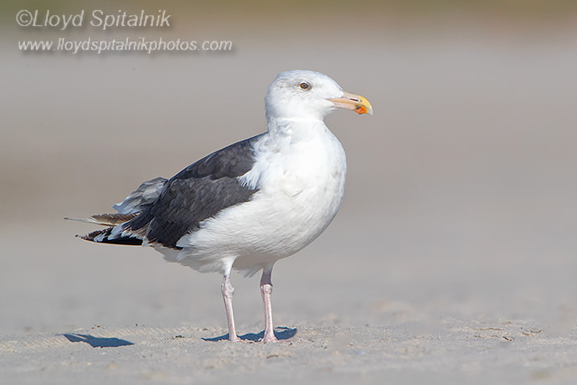 Great Black-backed Gull