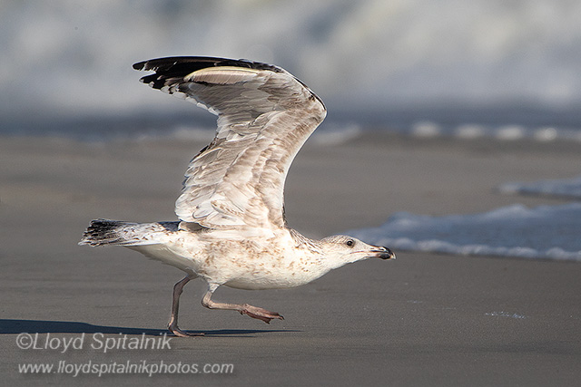 Lesser Black-backed Gull