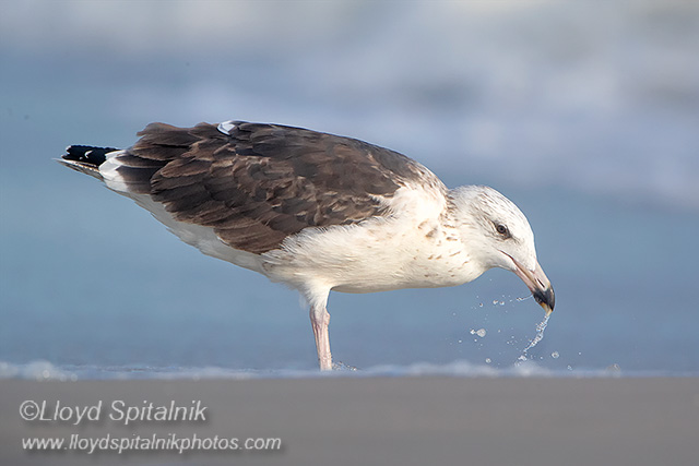Great Black-backed Gull