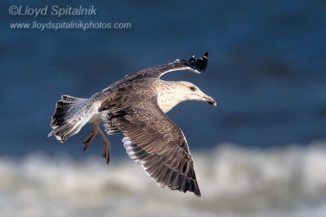 Lesser Black-backed Gull