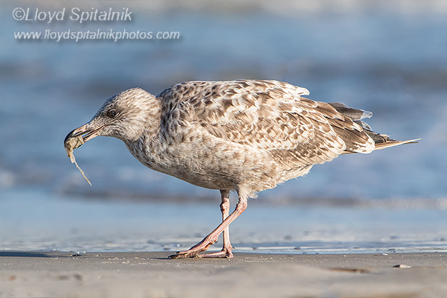 Herring Gull