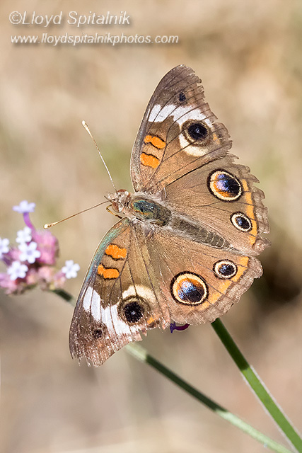 Common Buckeye