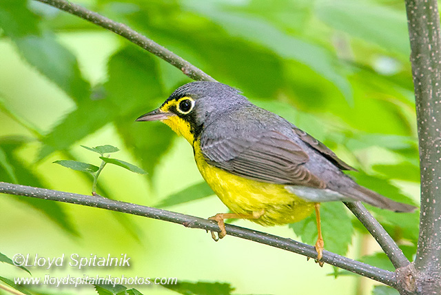 Canada Warbler