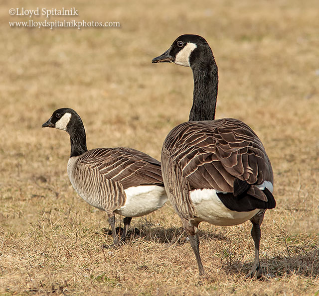 Cackling Goose (left)
