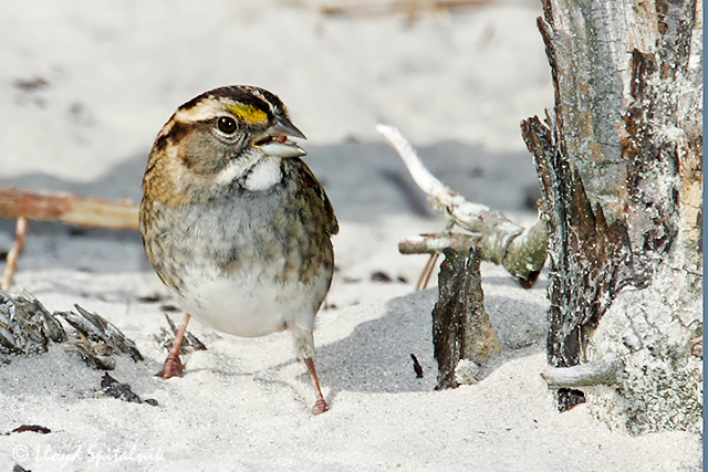 White-throated Sparrow