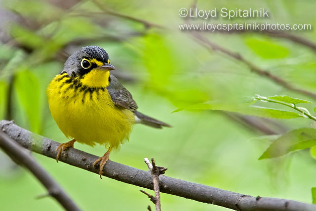 Canada Warbler
