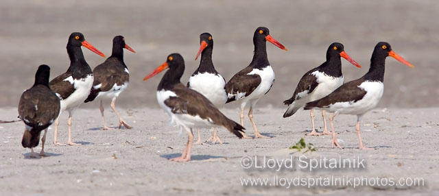 American Oystercatchers