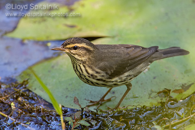 Northern Waterthrush