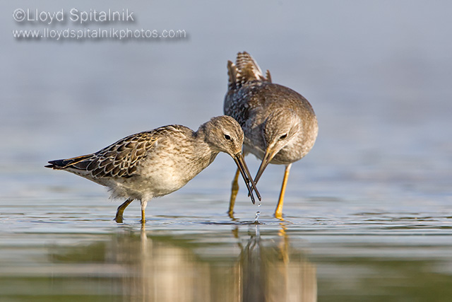 Stilt Sandpiper and Lesser Yellowlegs