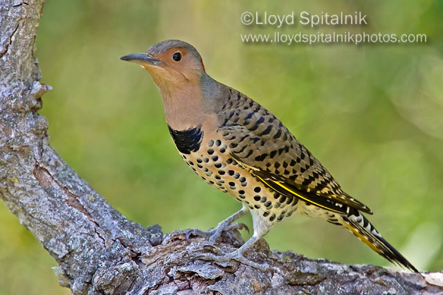 Northern Flicker (female)