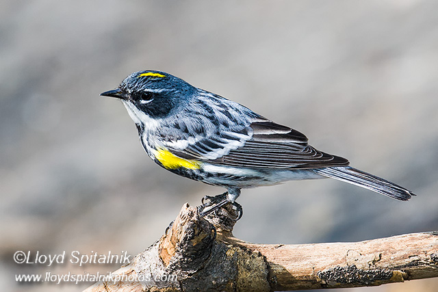 Yellow-rumped Warbler