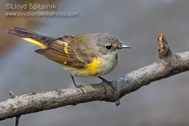 American Redstart (immature male)
