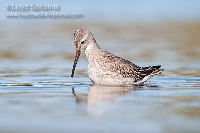 Stilt Sandpiper