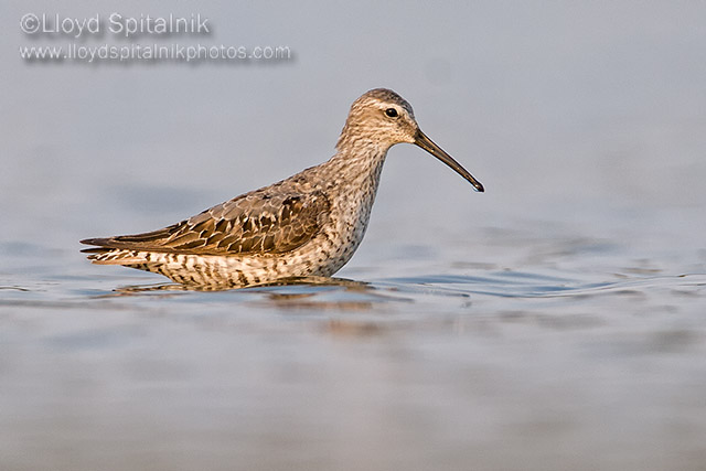 Stilt Sandpiper