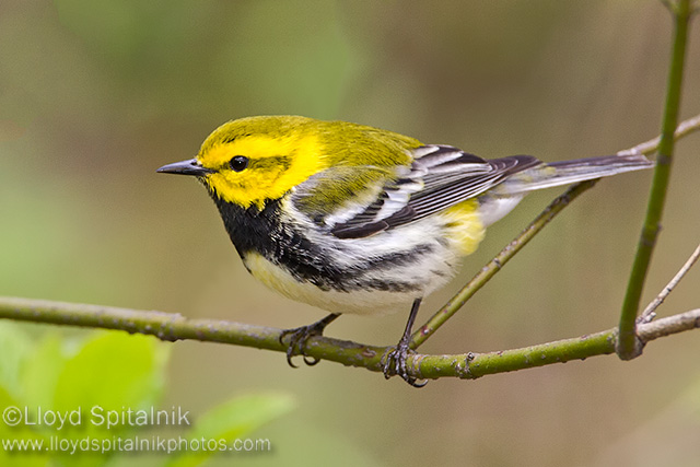 Black-throated Green Warbler