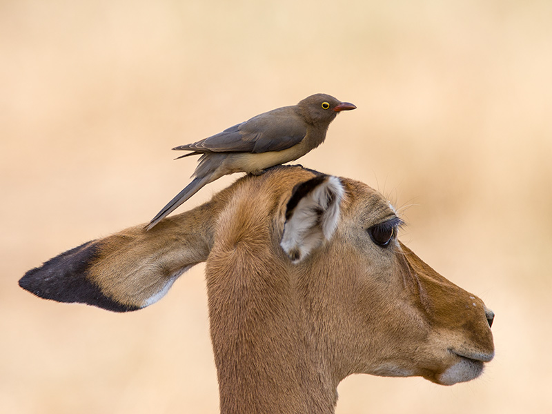 impala and red-billed oxpecker <br><i> (Aepyceros melampus and Buphagus erythrorhynchus)</i>