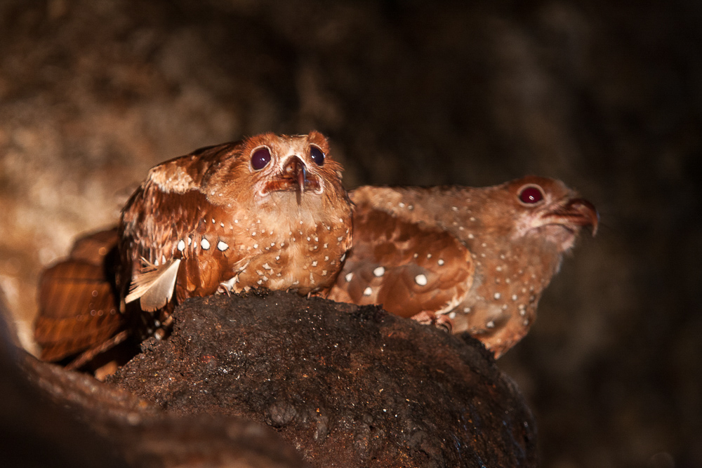 oilbird<br><i>(Steatornis caripensis, NL:  vetvogel)